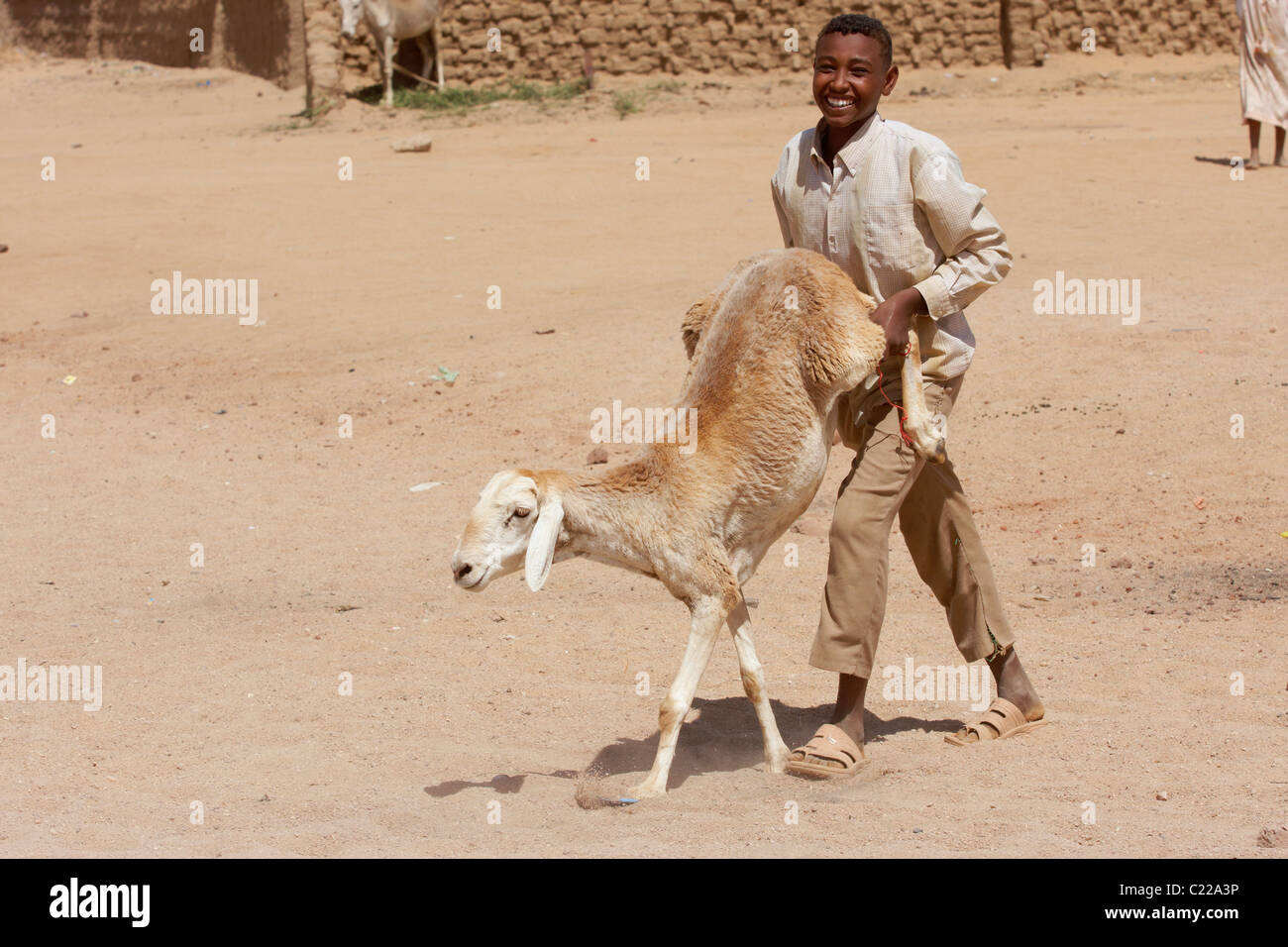 Sheep Sudan Animal Stock Photos & Sheep Sudan Animal Stock 