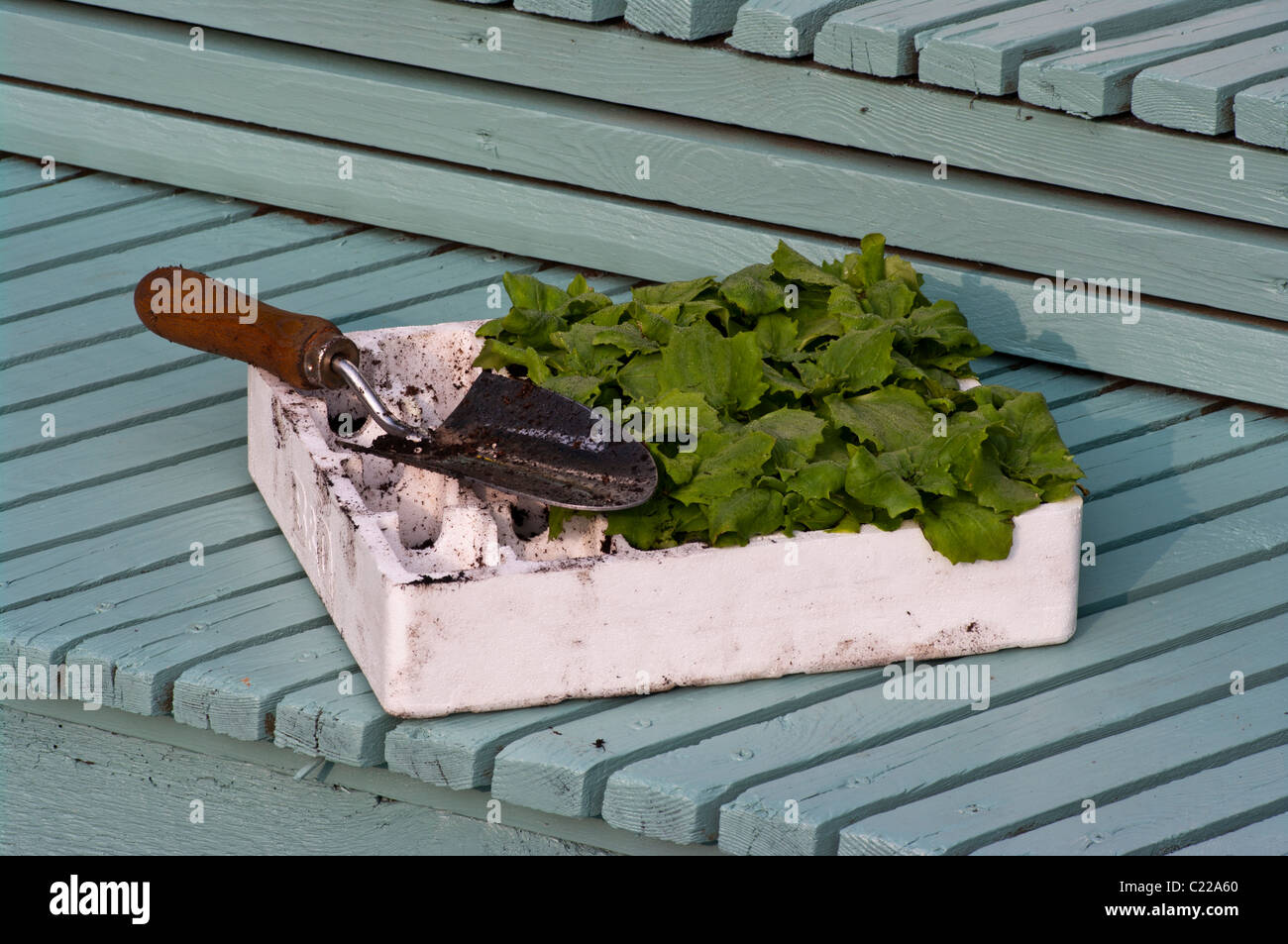 Bedding plants garden hires stock photography and images Alamy