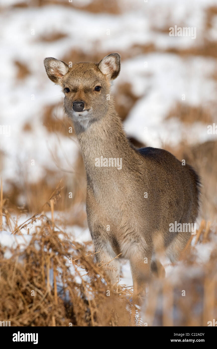 Sika hind (Cervus nippon) in snow, Kent, UK. Stock Photo