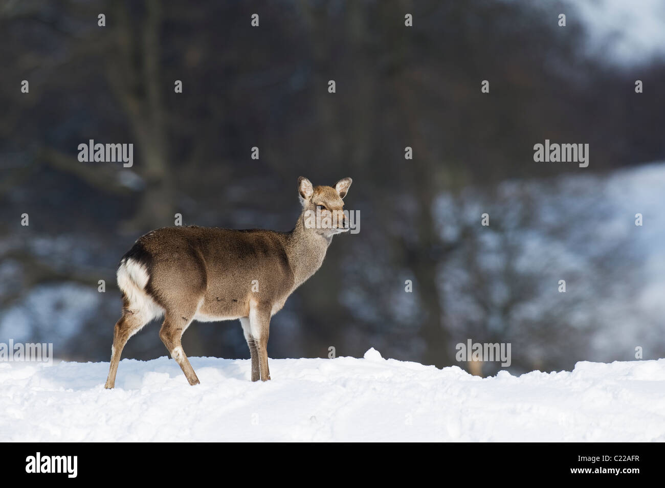 Sika hind (Cervus nippon) in snow, Kent, UK. Stock Photo