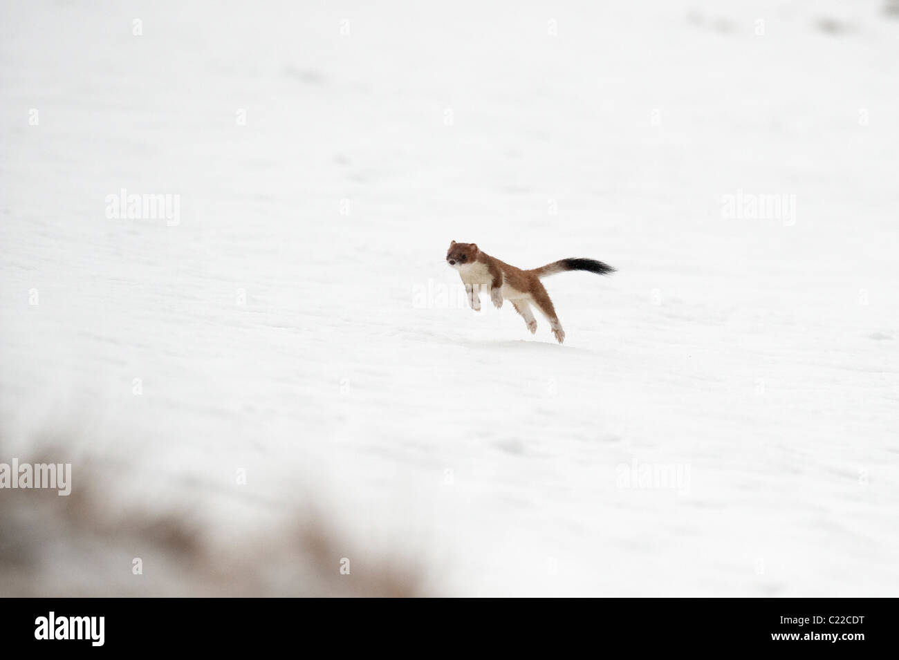 Stoat (Mustela erminea) hunting in snow, Peak District, Derbyshire, UK Stock Photo