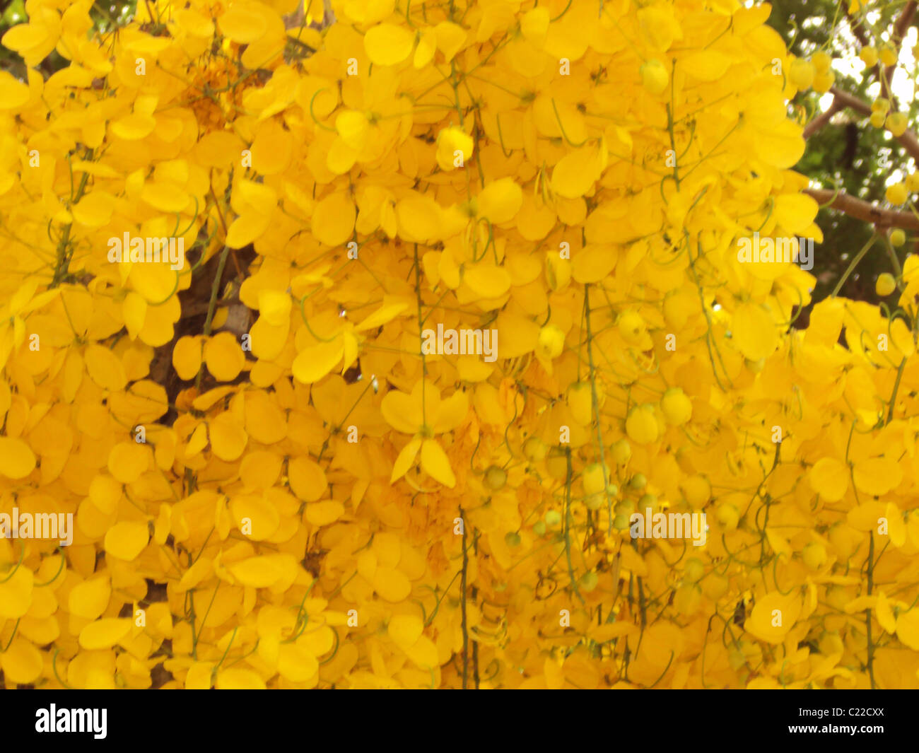 golden shower tree in bloom Stock Photo Alamy
