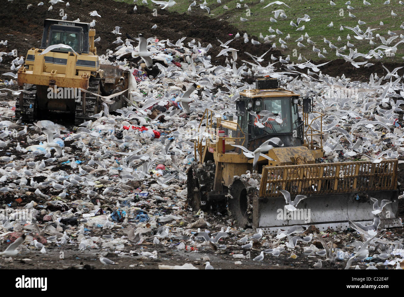 bulldozer landfill gulls Palo Alto Baylands Park Stock Photo