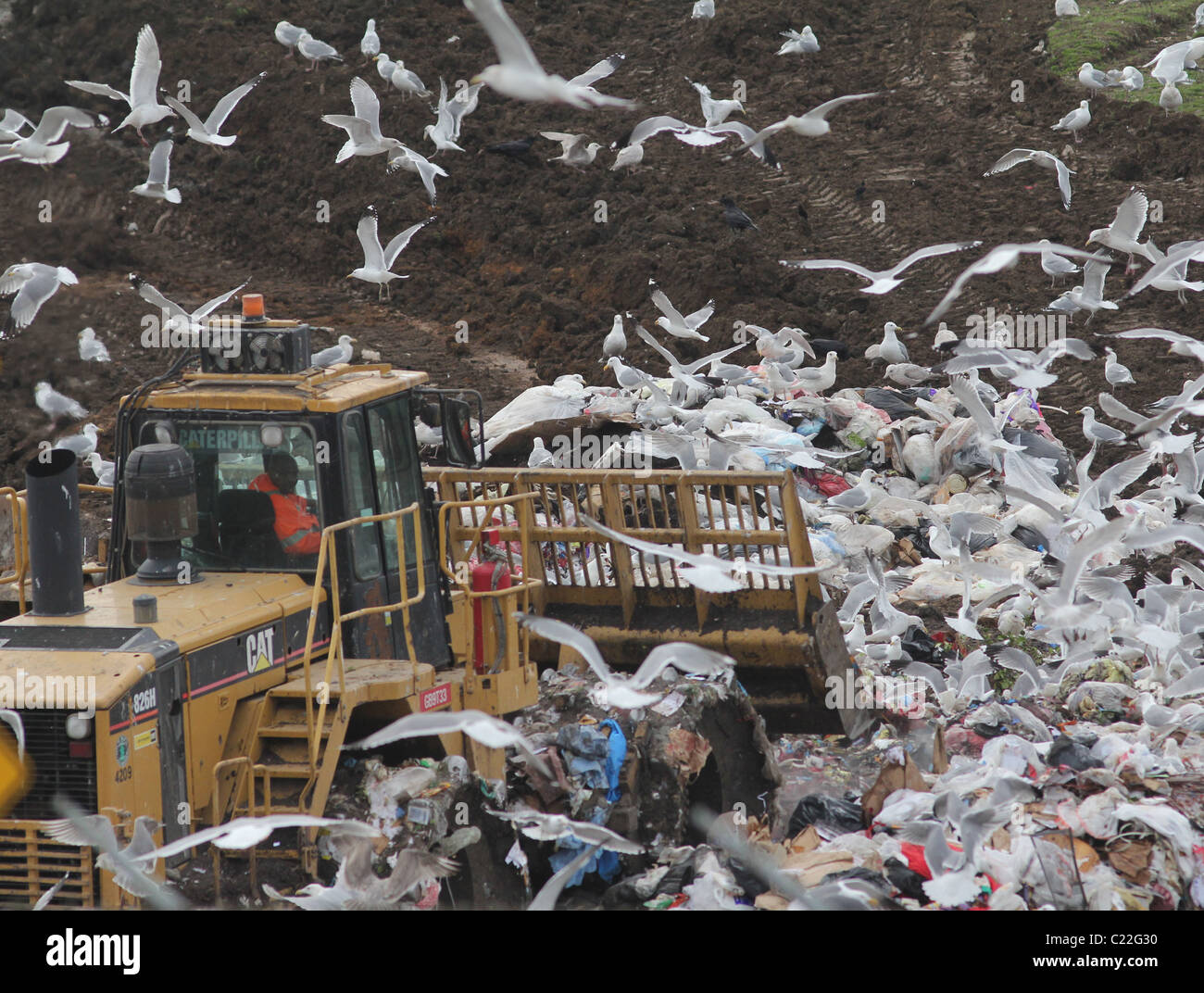 bulldozer landfill gulls Palo Alto Baylands Park Calfornia Stock Photo