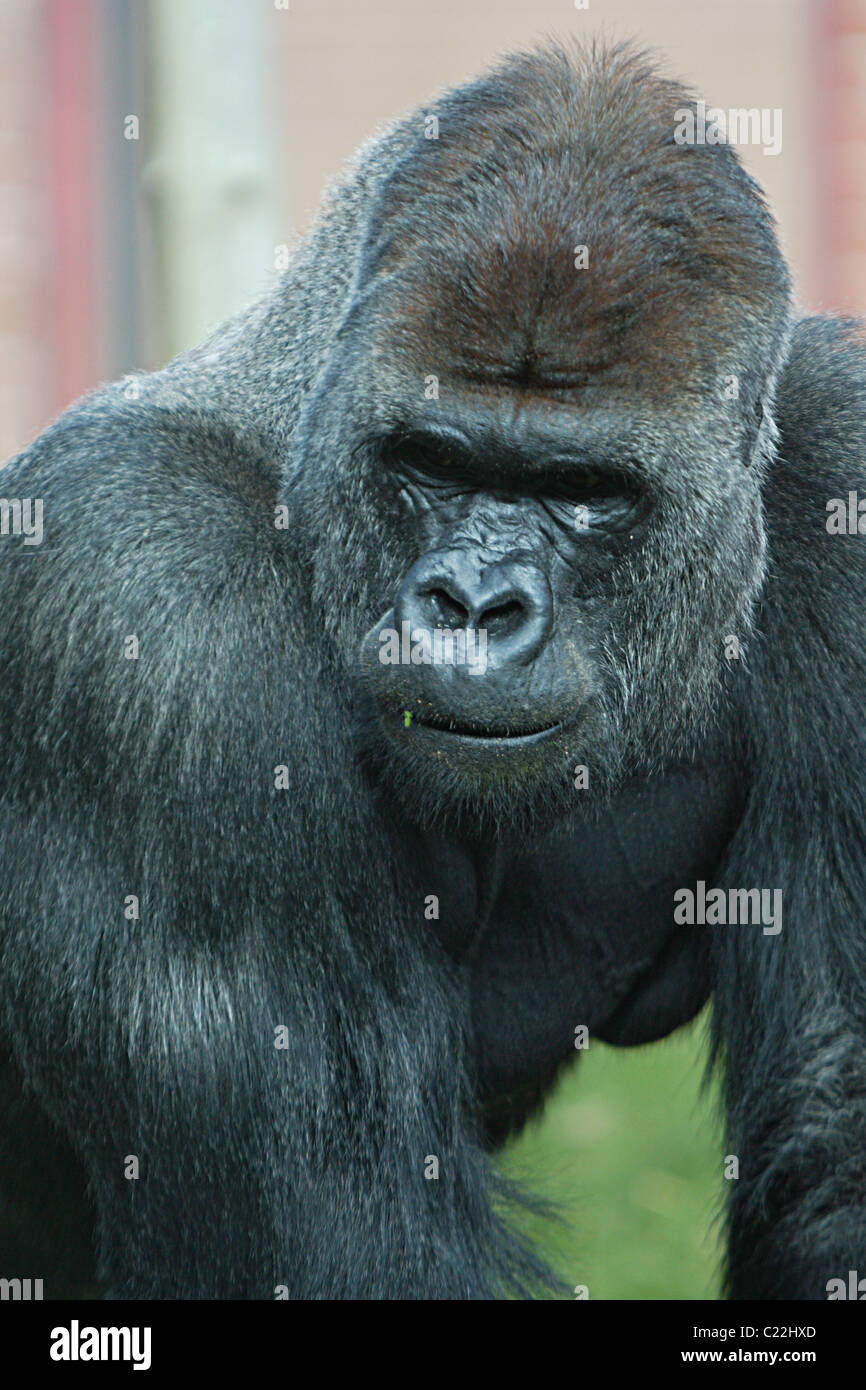 Male silver back gorilla hi-res stock photography and images - Alamy
