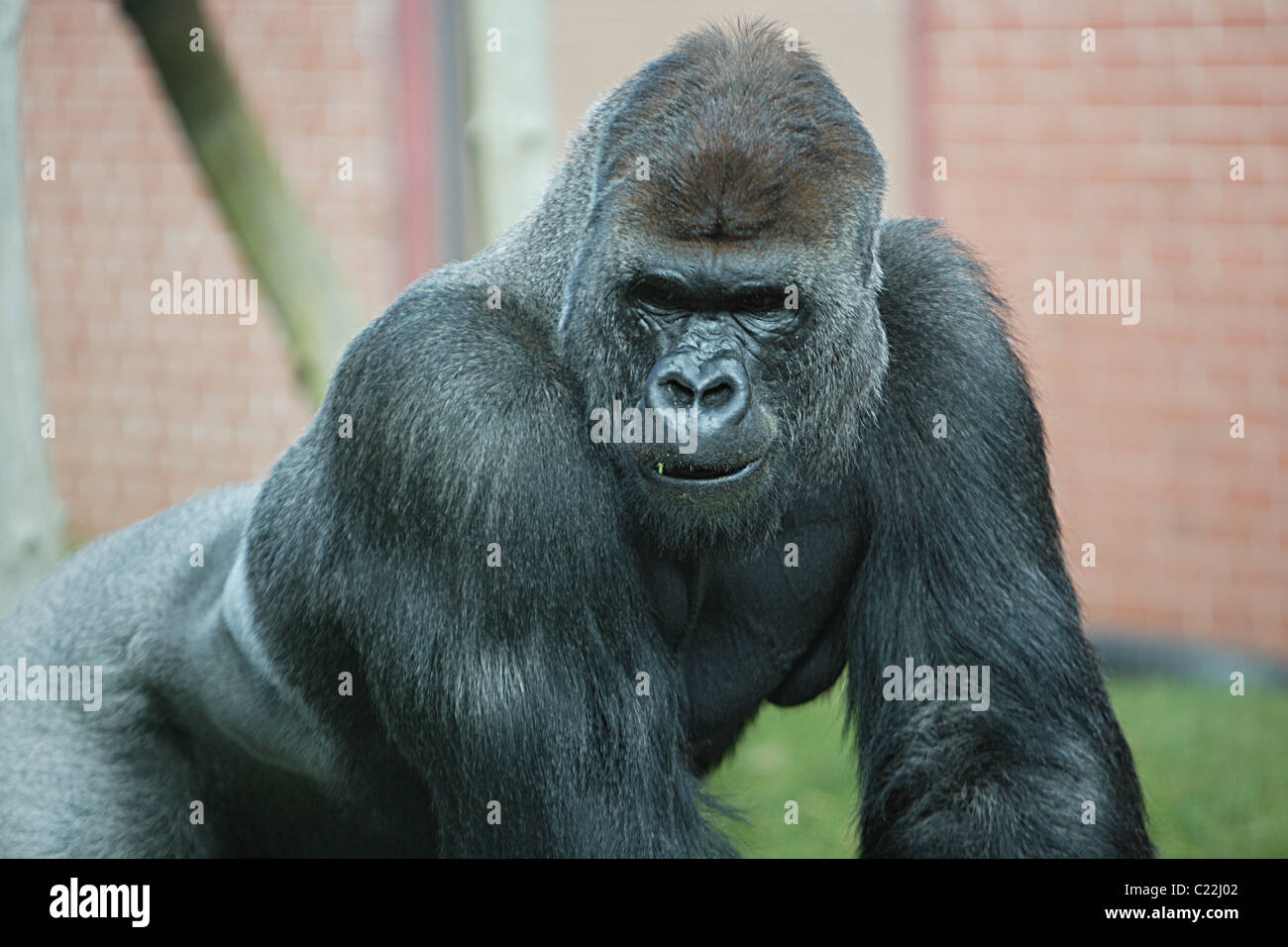 Male silver back gorilla hi-res stock photography and images - Alamy