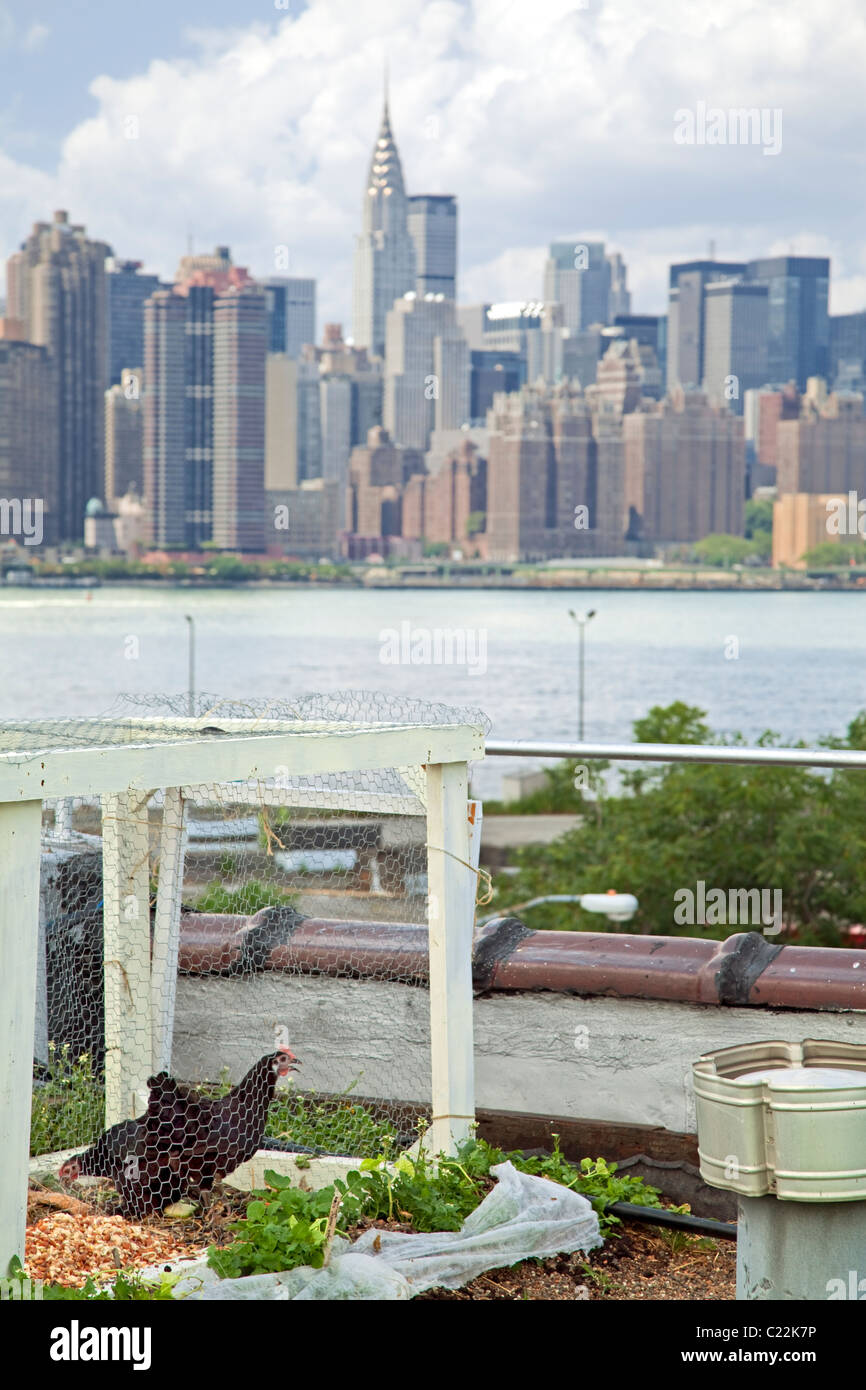 Eagle Street Rooftop Farm is a 6,000 sq ft rooftop urban farm in