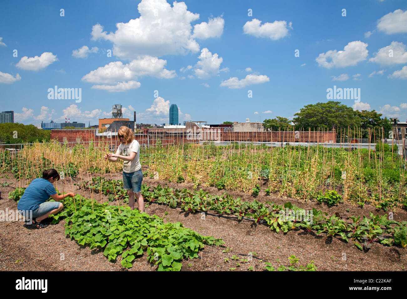 Eagle Street Rooftop Farm is a 6,000 sq ft rooftop urban farm in