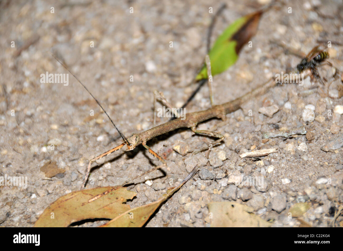 Stick bug, Phasmatodea, being attacked by wasp, Guartela state Park, Parana, Brazil Stock Photo
