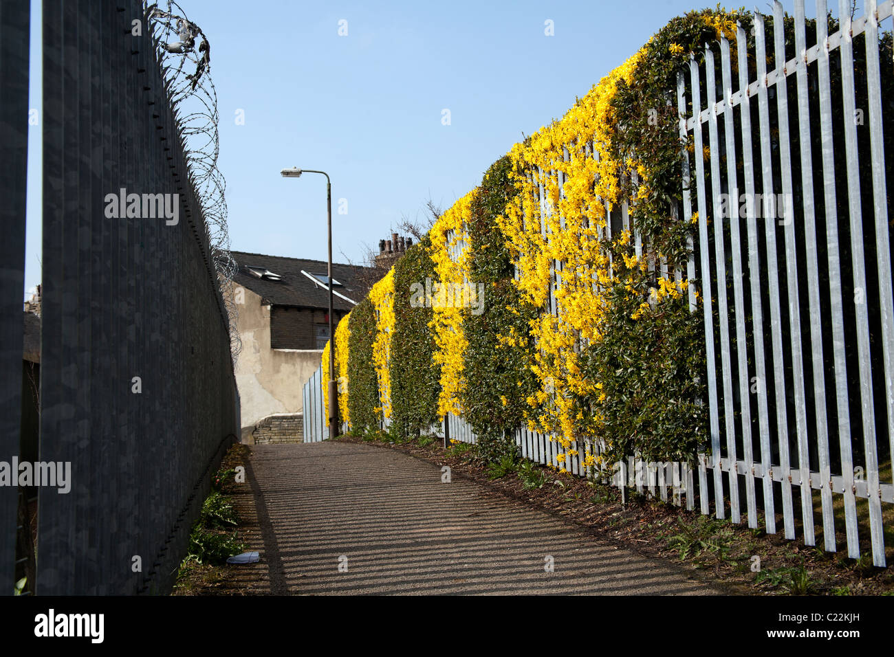 Yellow flowers and green leaves on a metal fence in a side street in Bradford, England UK Stock Photo