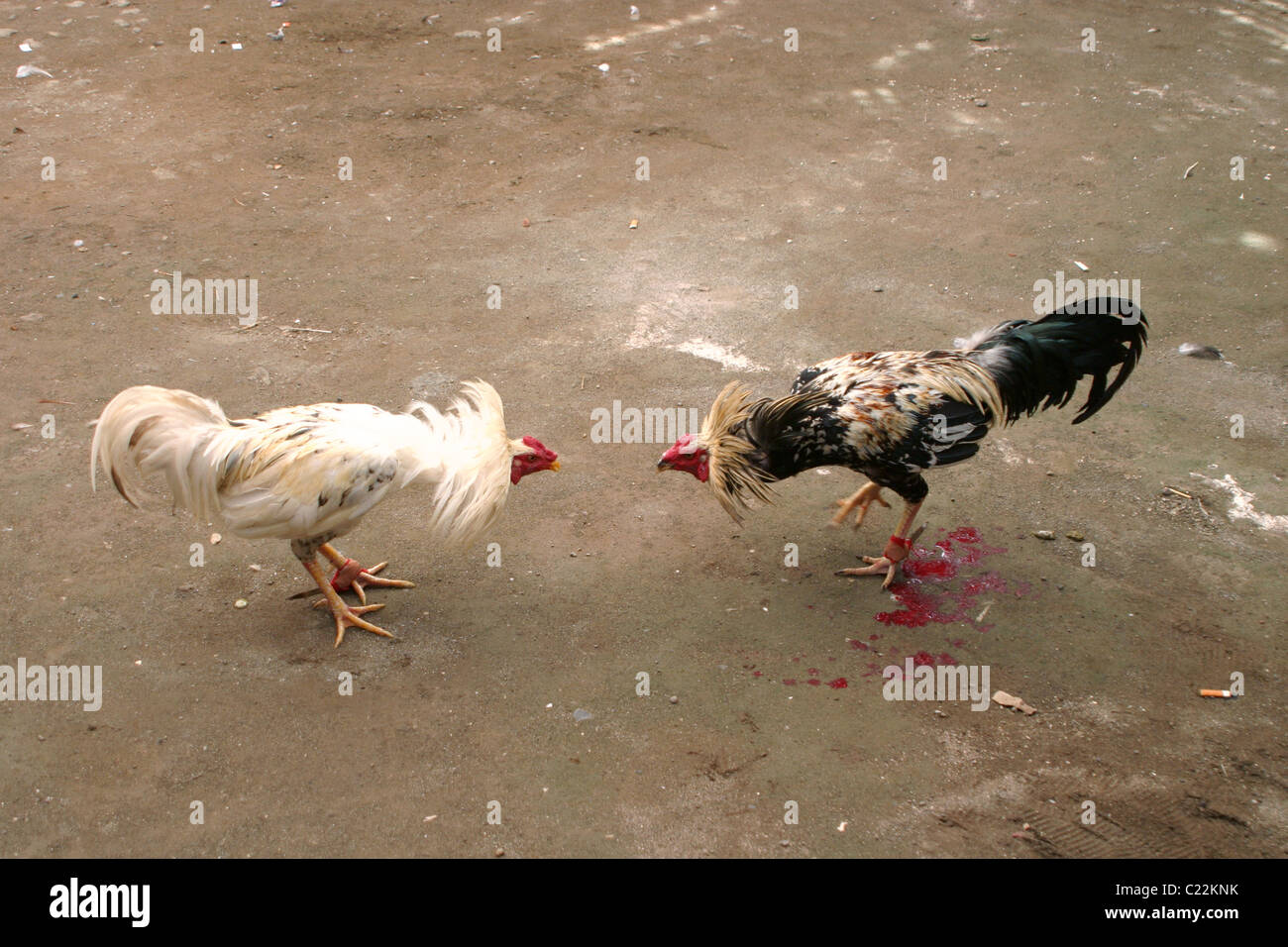 Two roosters fighting each other during a cockfight Stock Photo Alamy