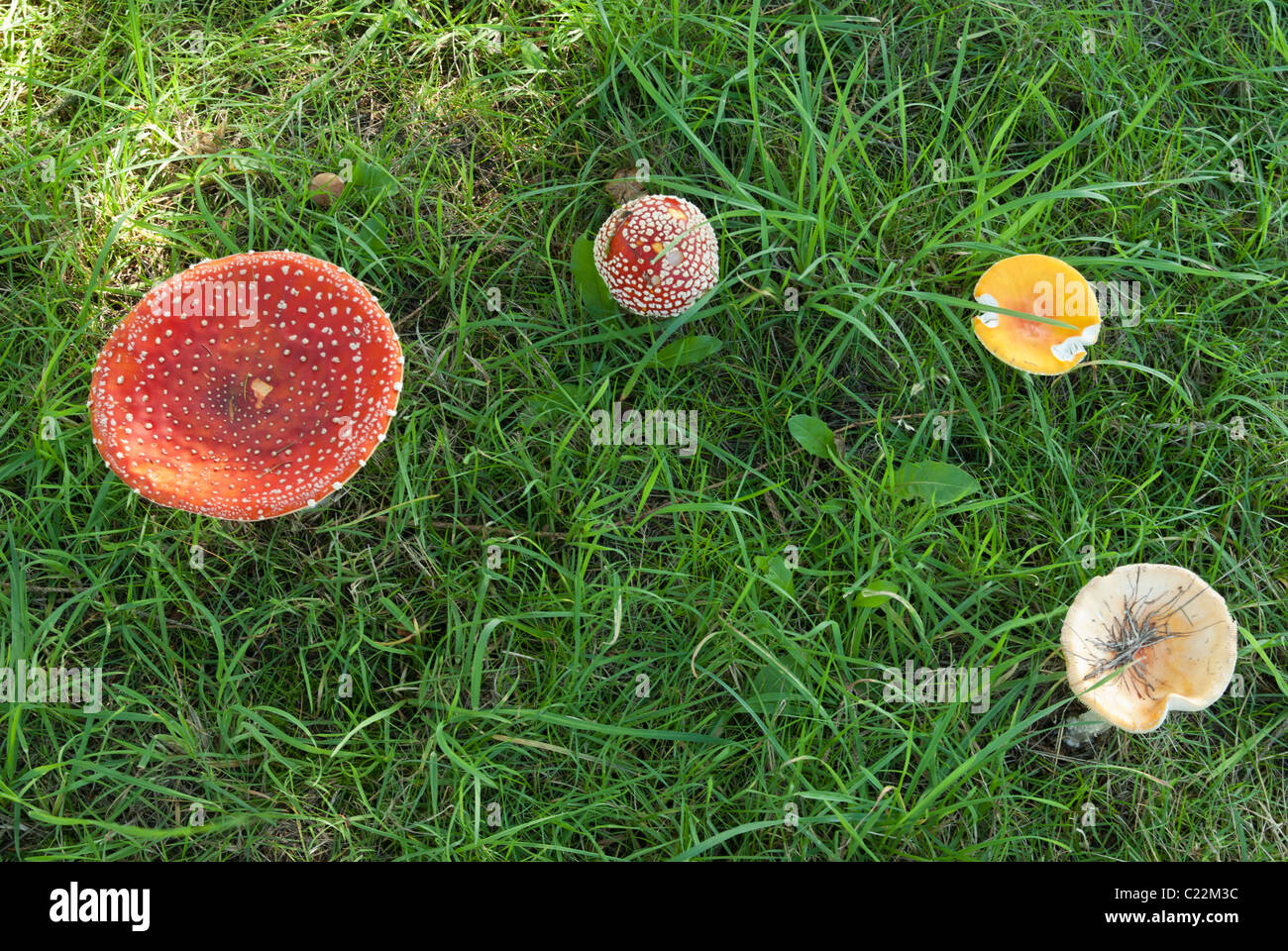 Fungi Fly Agaric Stock Photo