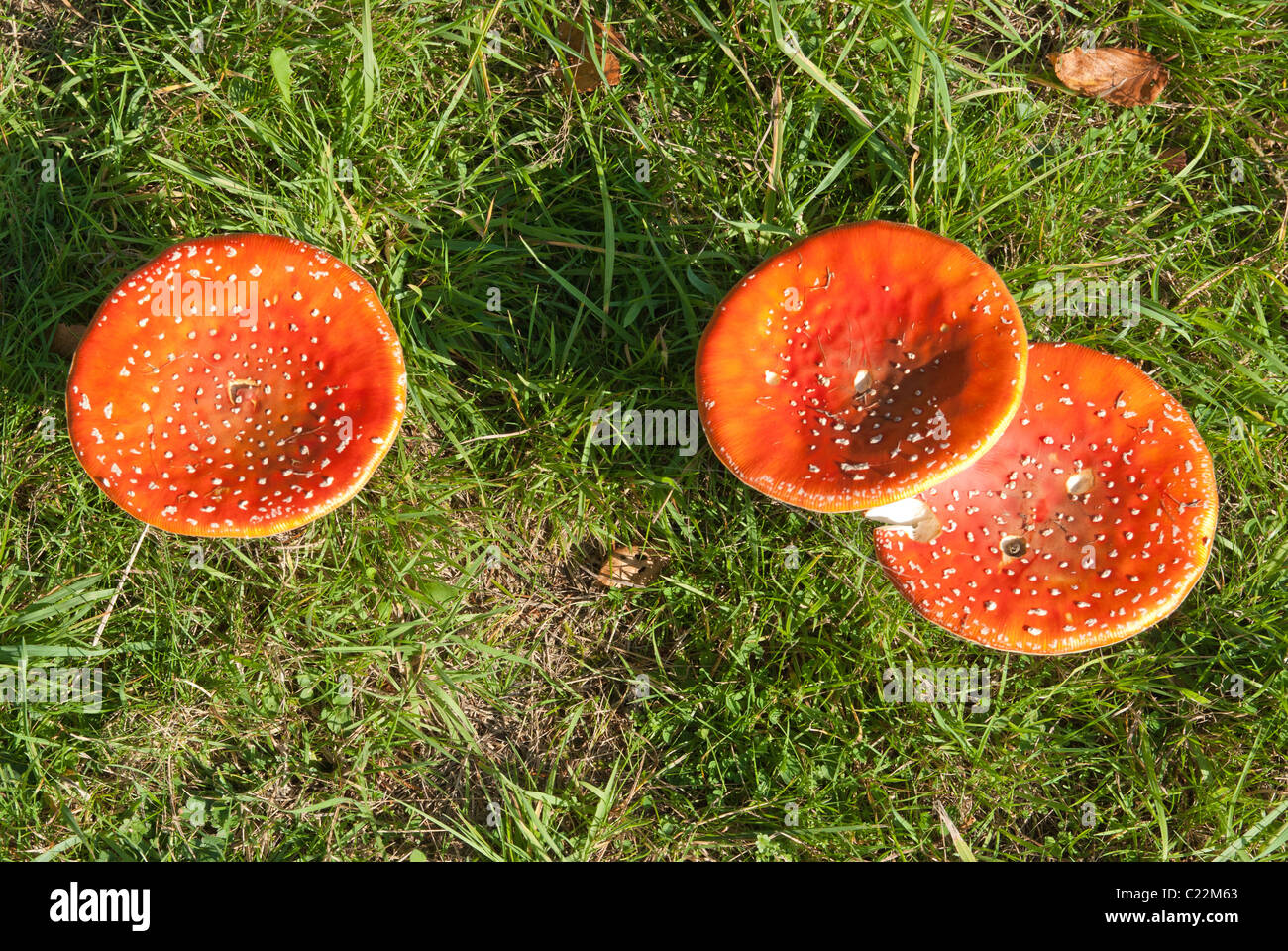 Fungi Fly Agaric Stock Photo