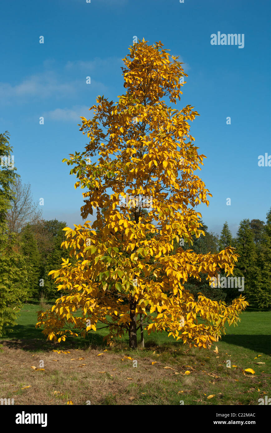 Shag Bark Hickory Carya Ovata Stock Photo