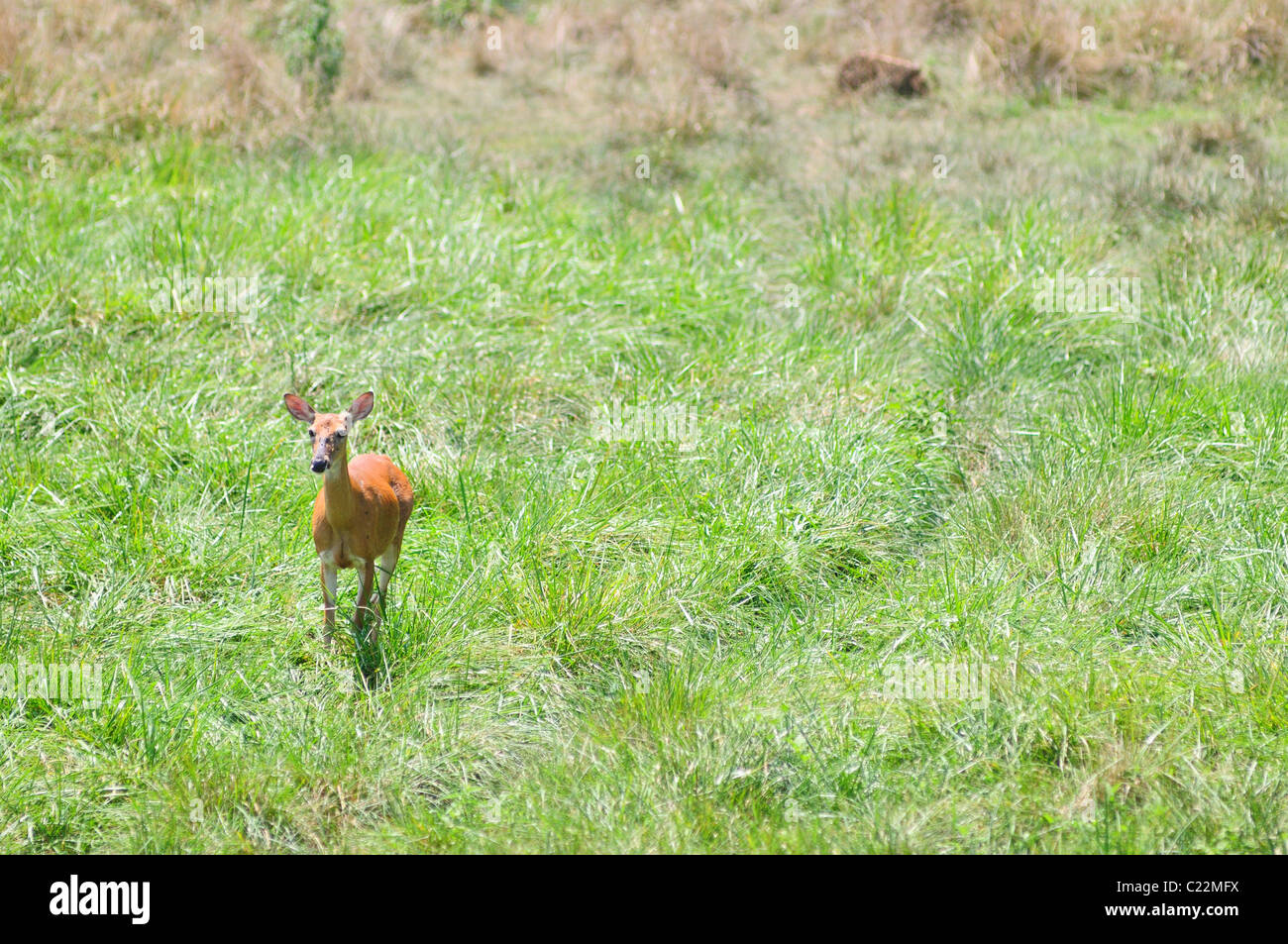 White tailed deer (Oreamnos americanus) in tall grass at Illinois' Wildllife Prairie State Park. Stock Photo