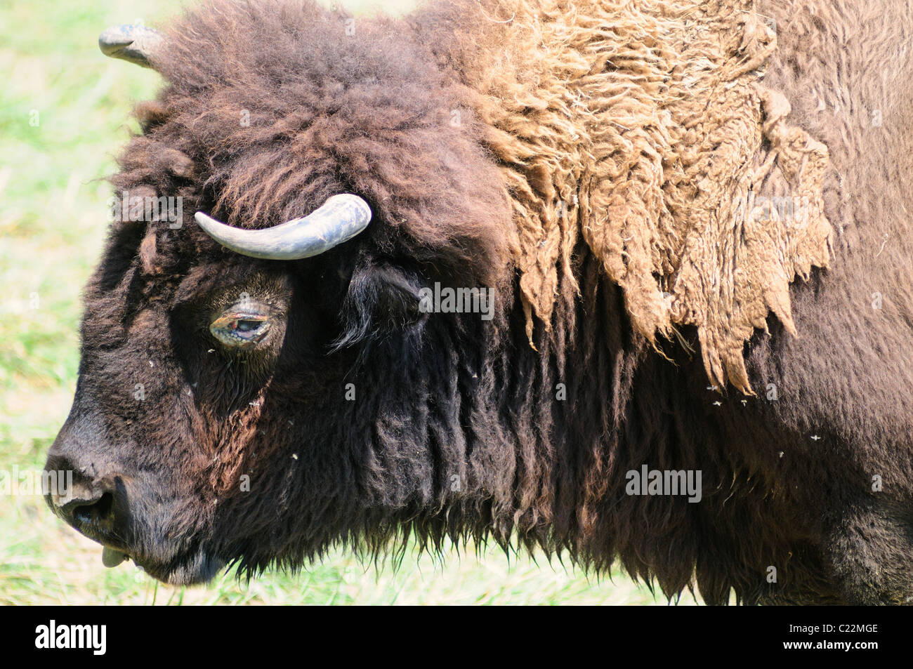 An Adult buffalo (Bison bison) at the Illinois'  Wildlife Prairie State Park. Hanna City, Illinois, USA. Stock Photo