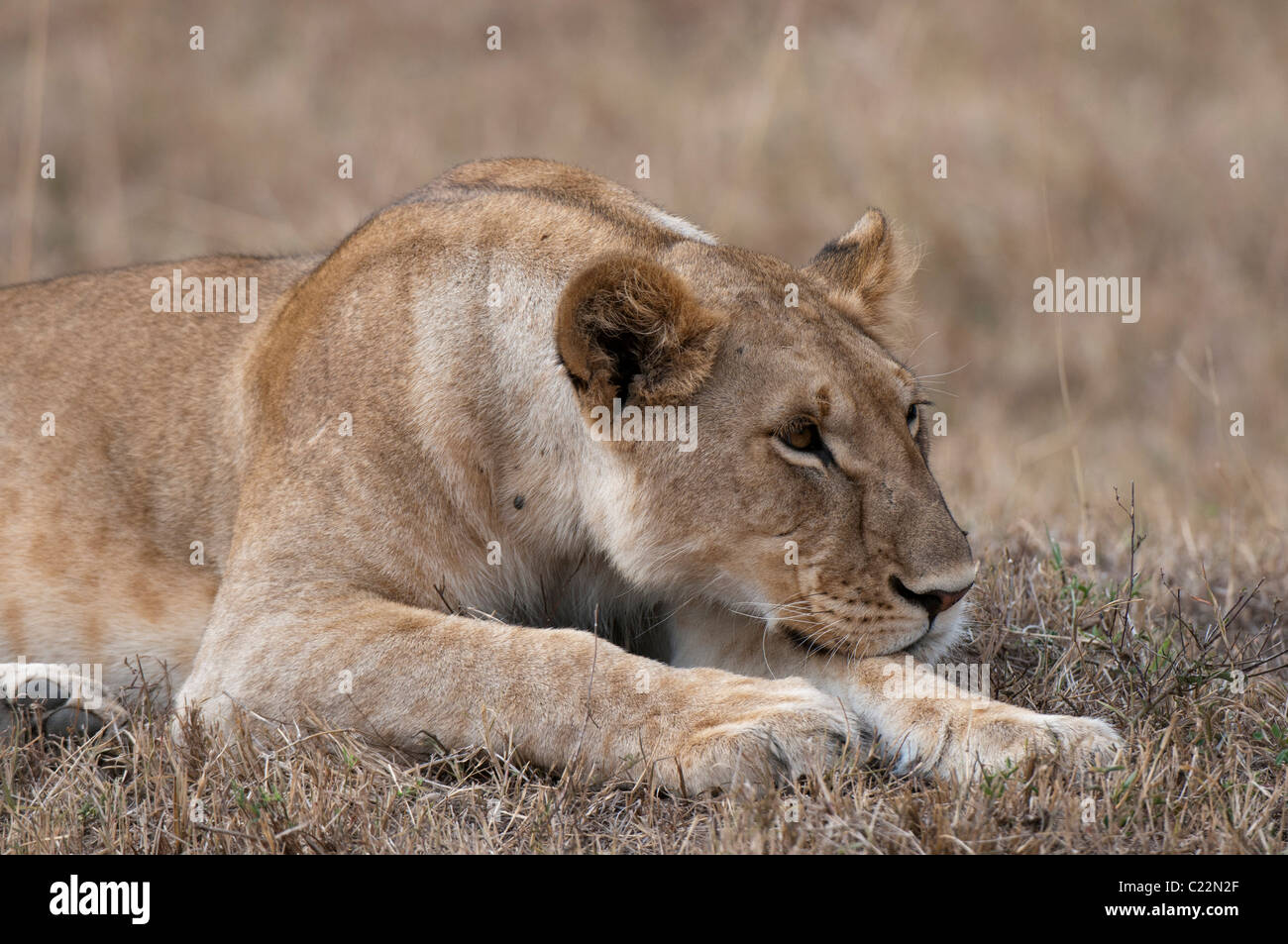 Lion (Panthera leo), Masai Mara, Kenya Stock Photo - Alamy