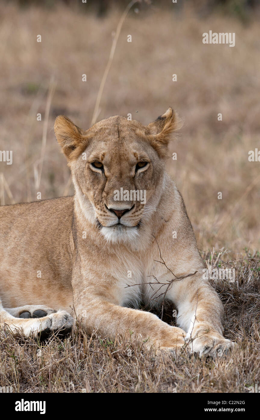 Lion (Panthera leo), Masai Mara, Kenya Stock Photo - Alamy