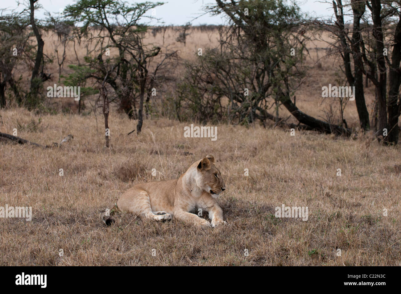 Lion (Panthera leo), Masai Mara, Kenya Stock Photo - Alamy