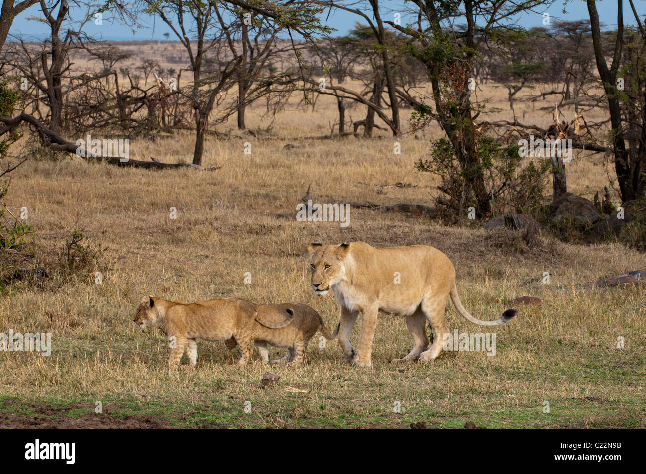 Lion (Panthera leo), Masai Mara, Kenya Stock Photo - Alamy