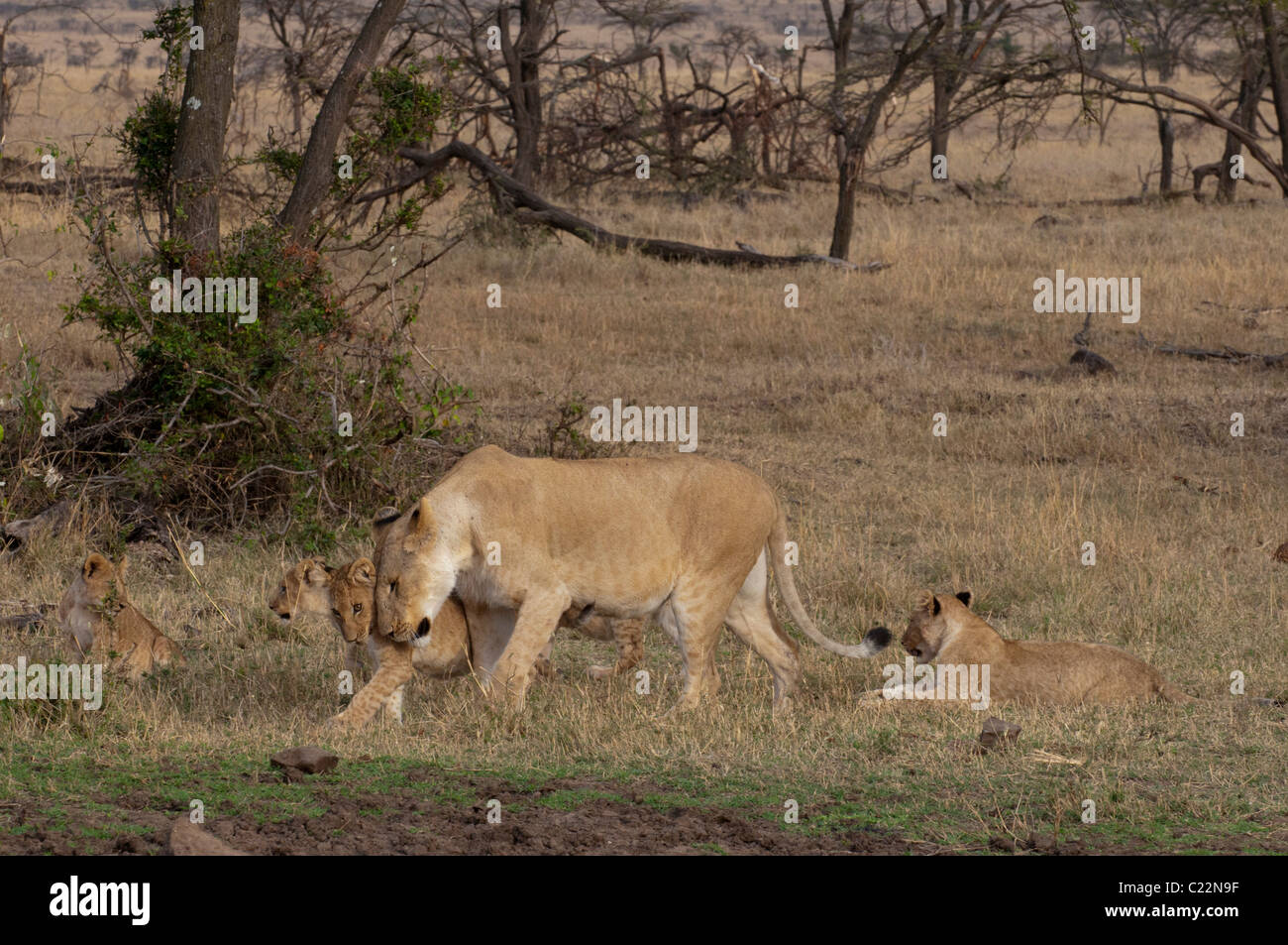 Lion (Panthera leo), Masai Mara, Kenya Stock Photo - Alamy