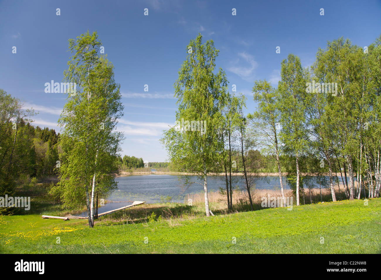 Spring birches hi-res stock photography and images - Alamy