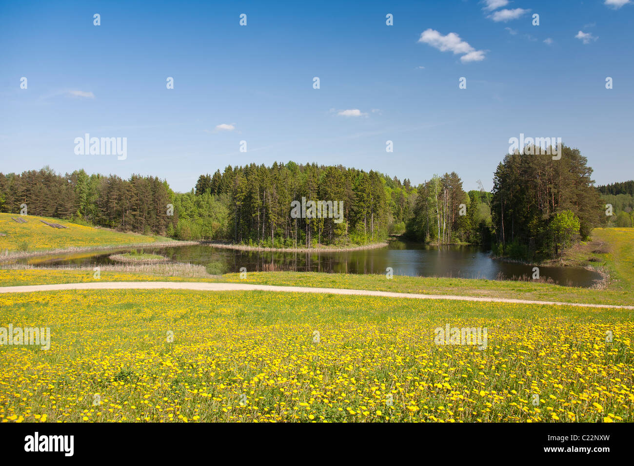 Dandelion Field, Leigo Lakes, Valga County, Estonia, Europe Stock Photo