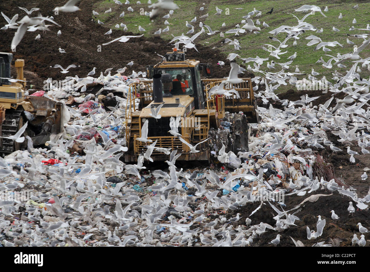 bulldozer landfill gulls Palo Alto Baylands Park Calfornia Stock Photo