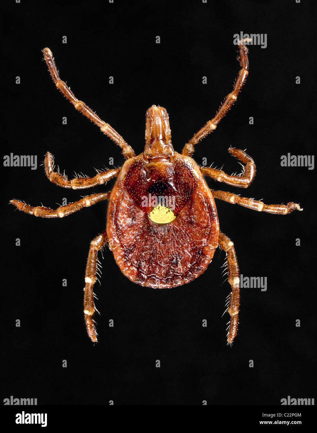 dorsal view of a female 'lone star tick', Amblyomma americanum Stock Photo