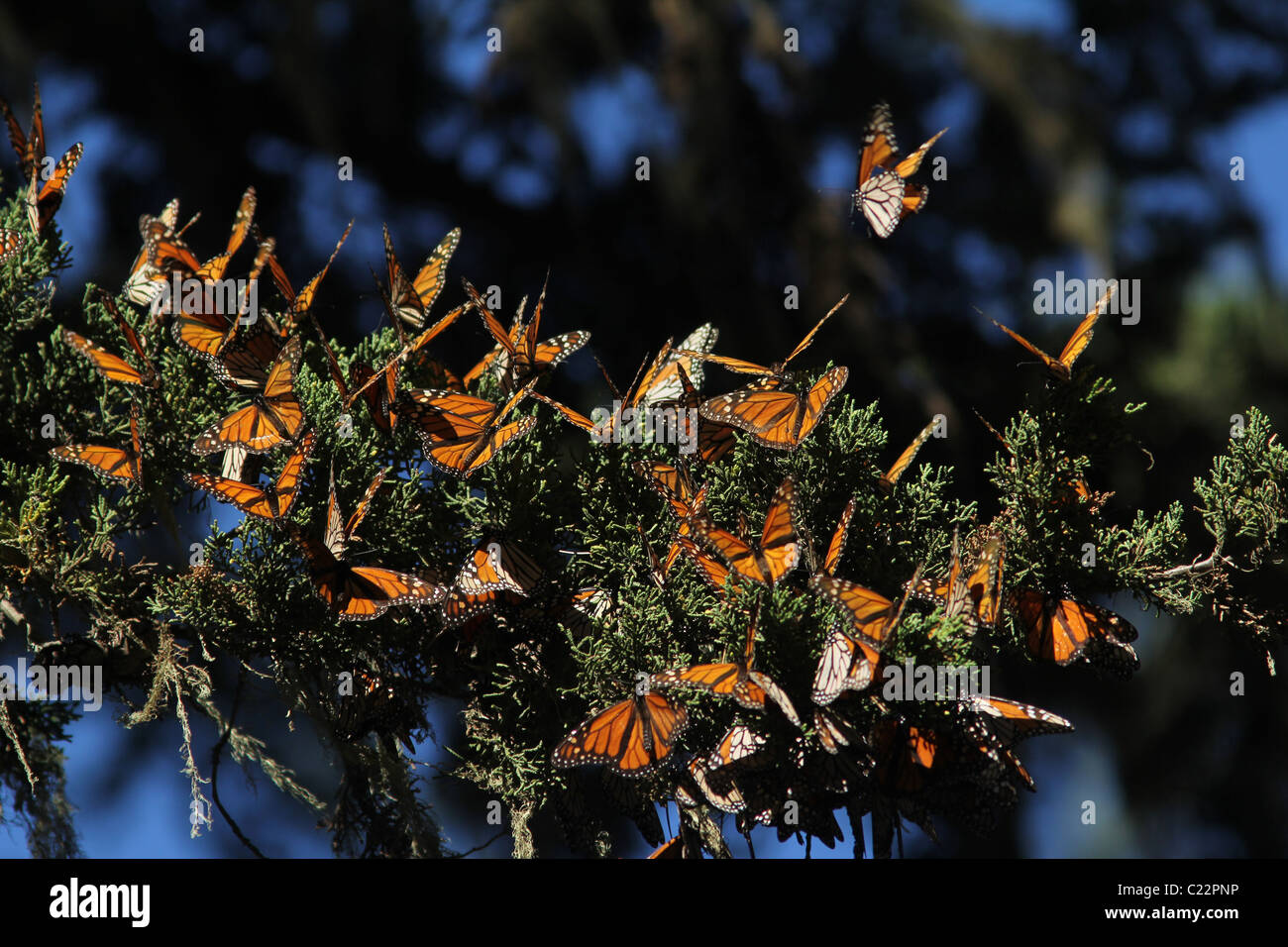 Monarch butterfly Overwinter site Pacific Grove California Stock Photo ...
