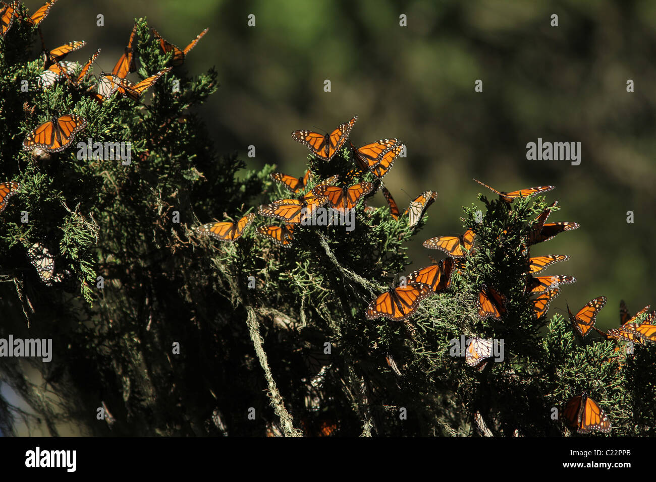 Monarch butterfly sanctuary monterey hires stock photography and