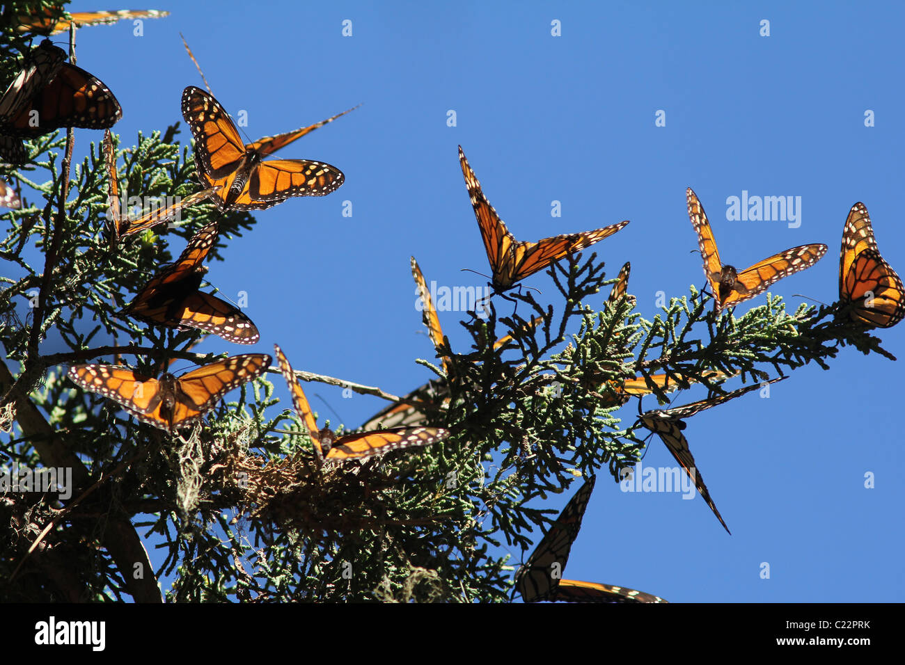 Monarch butterfly sanctuary monterey hires stock photography and