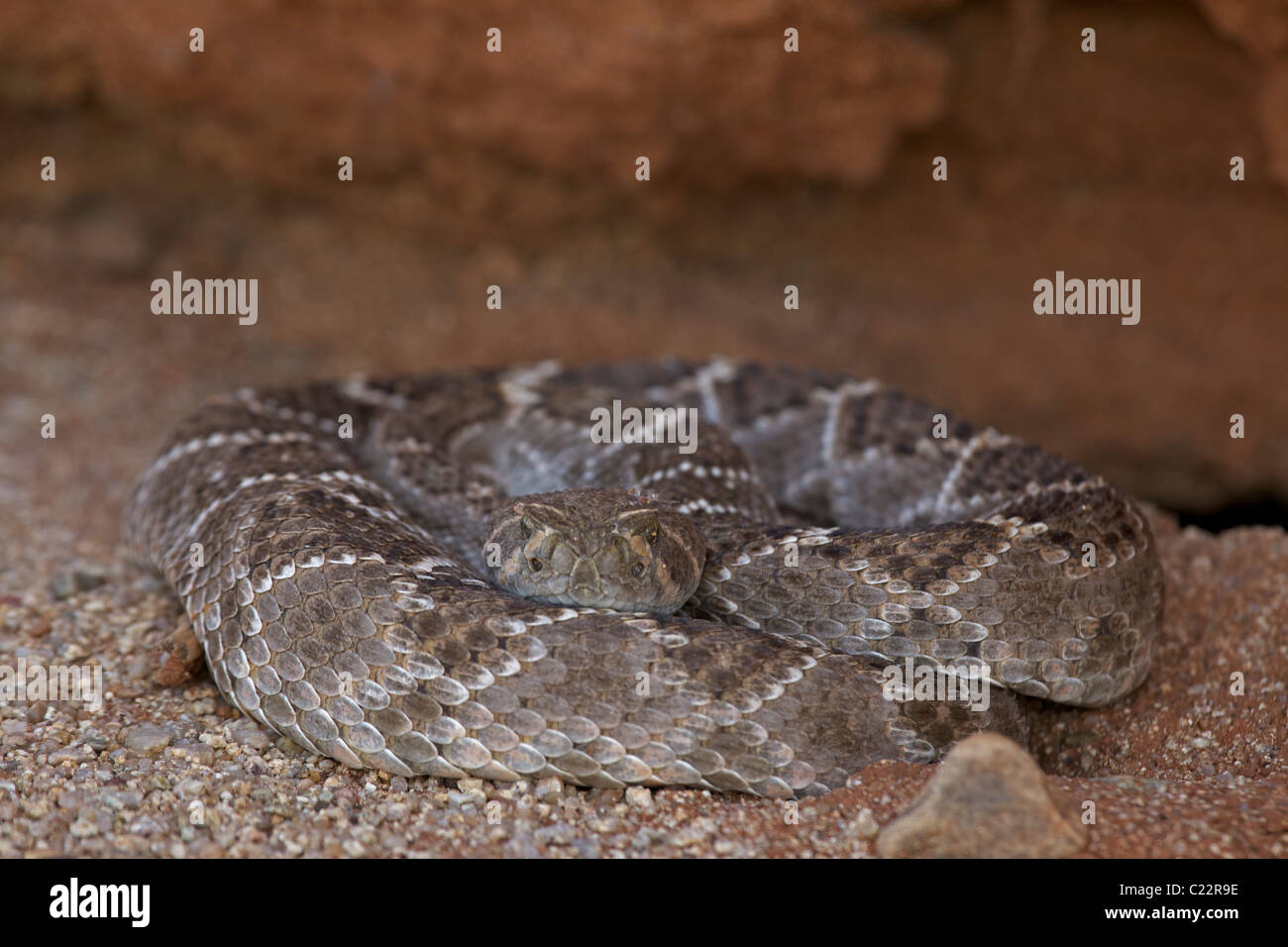 Western Diamondbacked Rattlesnake(s) (Crotalus atrox) Arizona USA