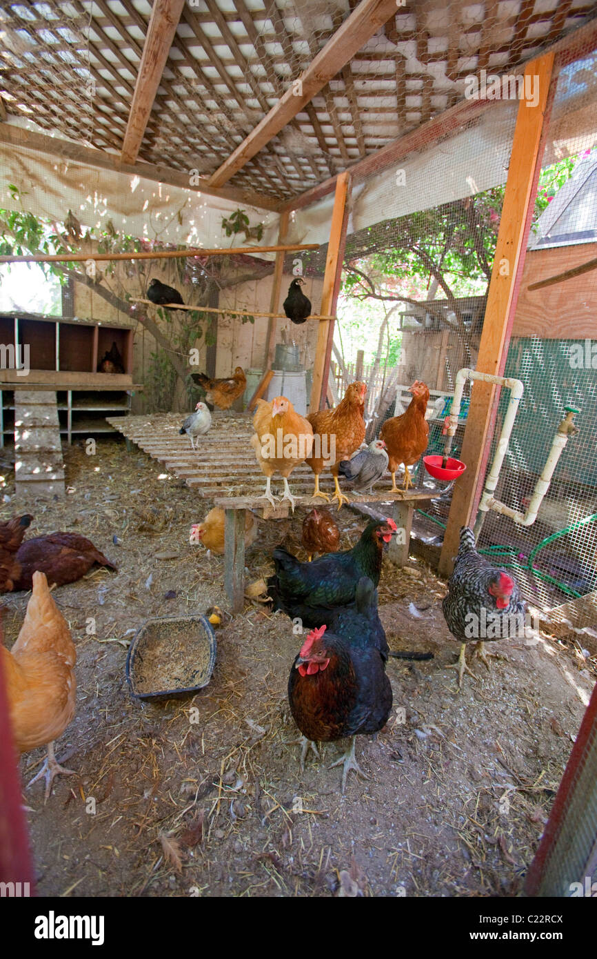 Edendale Farm is a model of permaculture and urban farming, Silver Lake, Loo Angeles Stock Photo