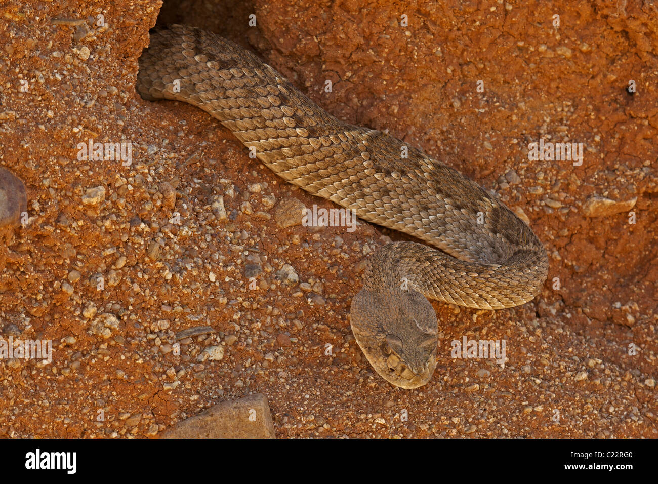 Western Diamond-backed Rattlesnake(s) (Crotalus atrox) -Arizona – USA - Sonoran Desert - Emerging from winter hibernation site Stock Photo