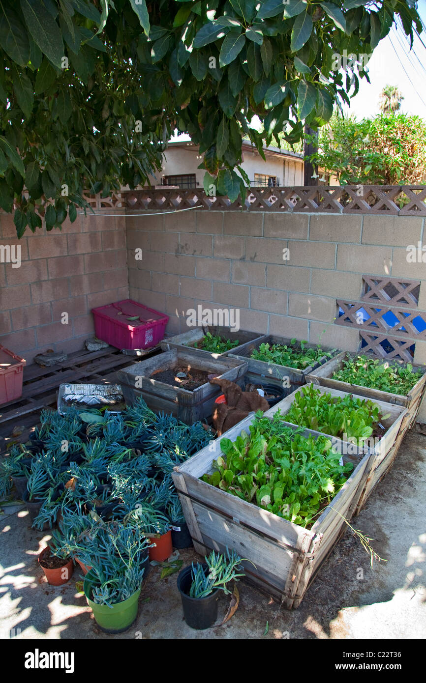 Community Learning Garden