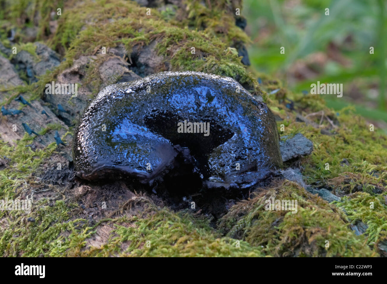 Camarops fungus (Camarops petersii) Stock Photo