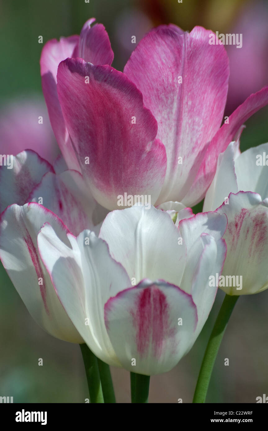 Tulips (Tulipa gesneriana), hybrid form Stock Photo