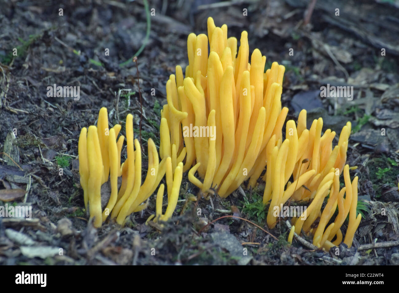 Golden Spindles (Clavulinopsis fusiformis) Stock Photo