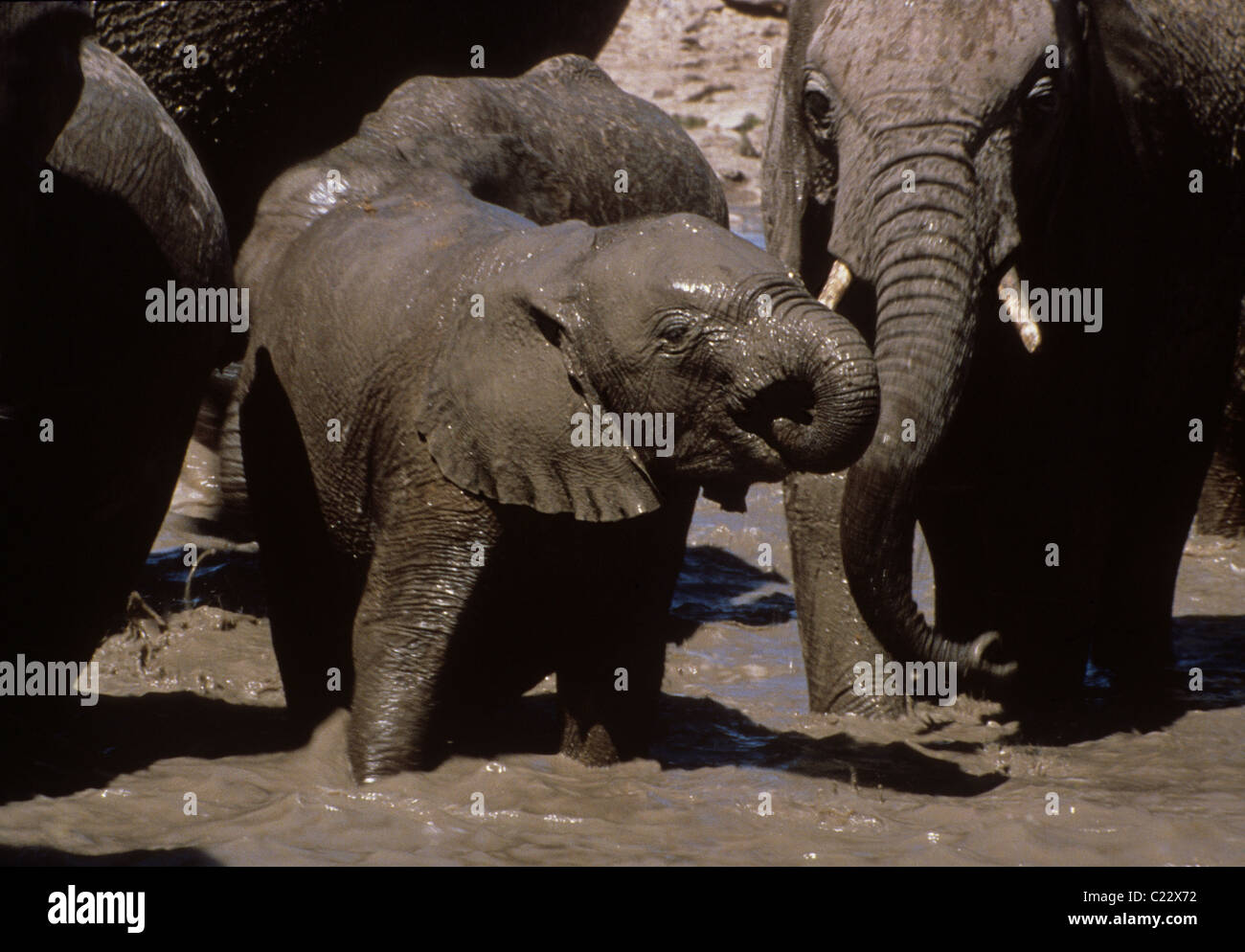 Elephant baby drinking and taking mud bath while being protected by the adults. African elephant (Loxodonta africana) in Etosha Stock Photo