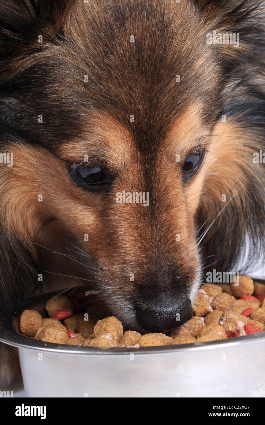 Shetland Sheepdog better known as a Sheltie eating dog food bits from a silver bowl Stock Photo