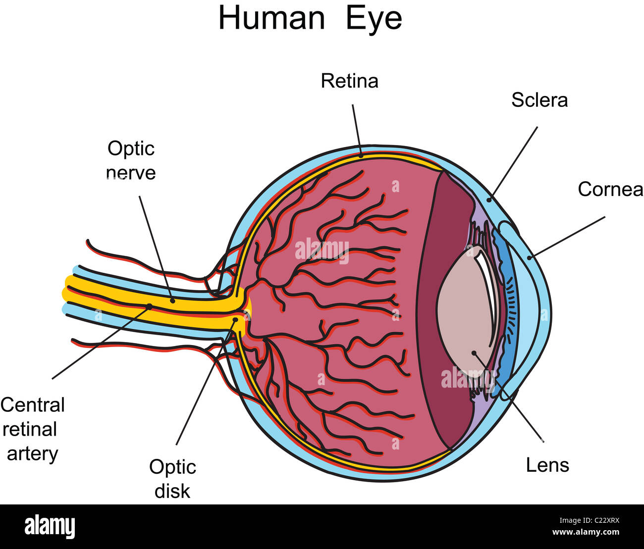 Human eye illustration Stock Photo