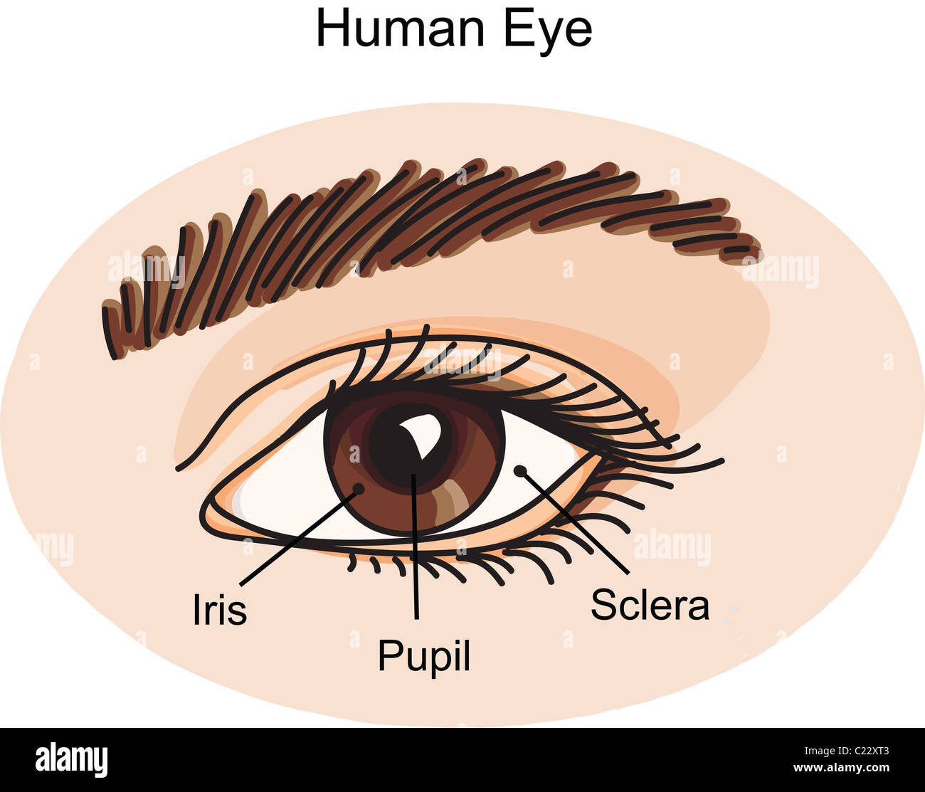 Human eye illustration Stock Photo