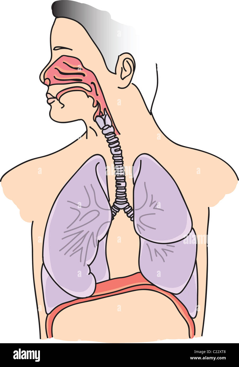 Structure of human lungs and respiratory system illustration Stock Photo