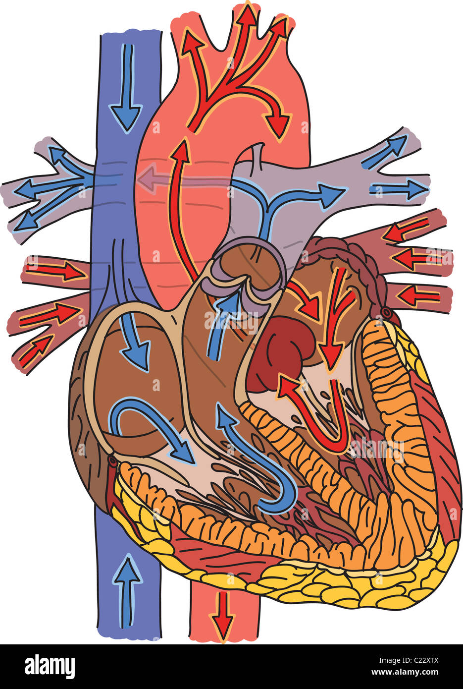 Structure of human heart and blood flow illustration Stock Photo