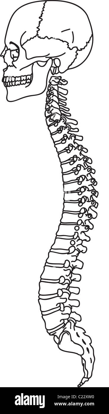 Structure of human skull and spinal column illustration Stock Photo