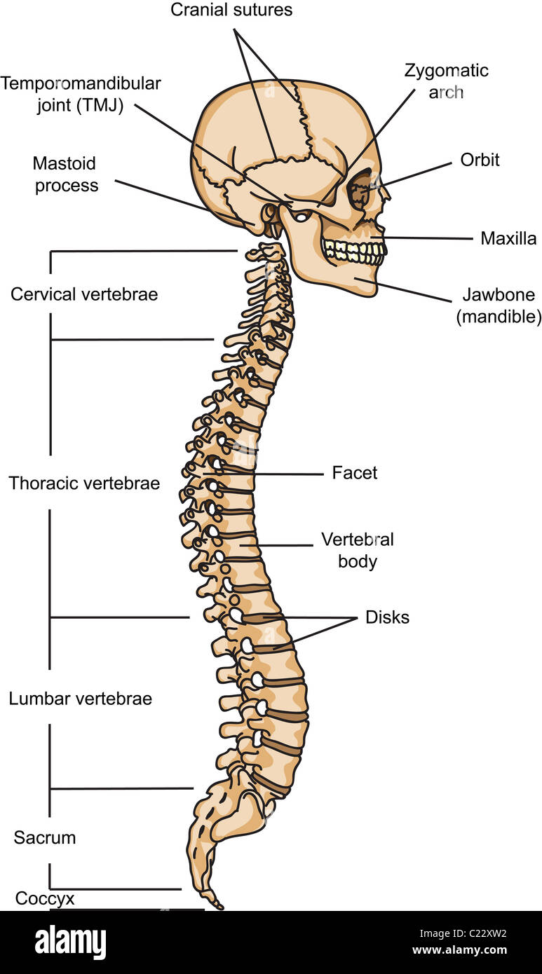 Structure of human skull and spinal column illustration Stock Photo