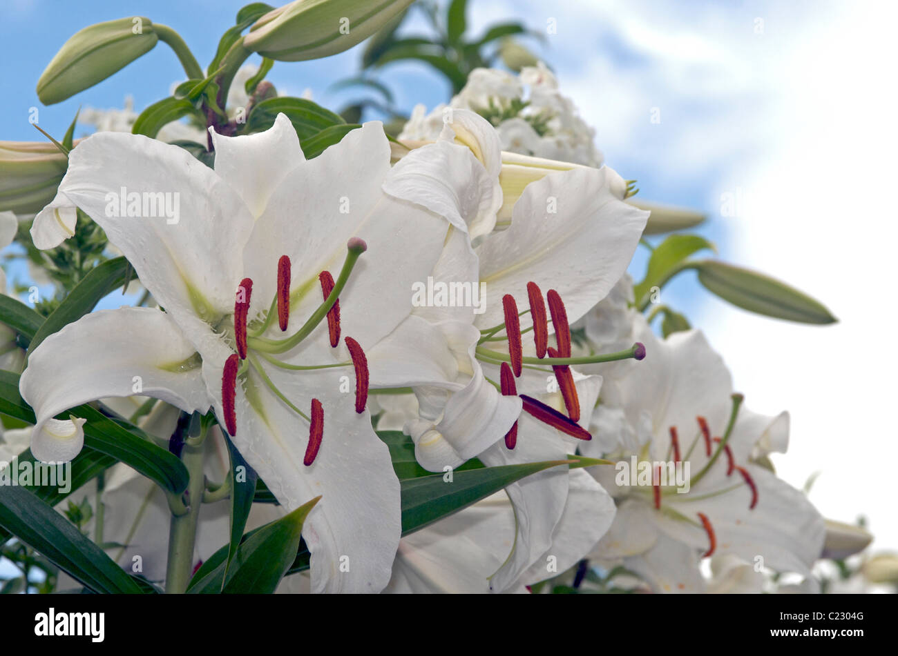 Oriental Casa Blance Lilies against sky Stock Photo