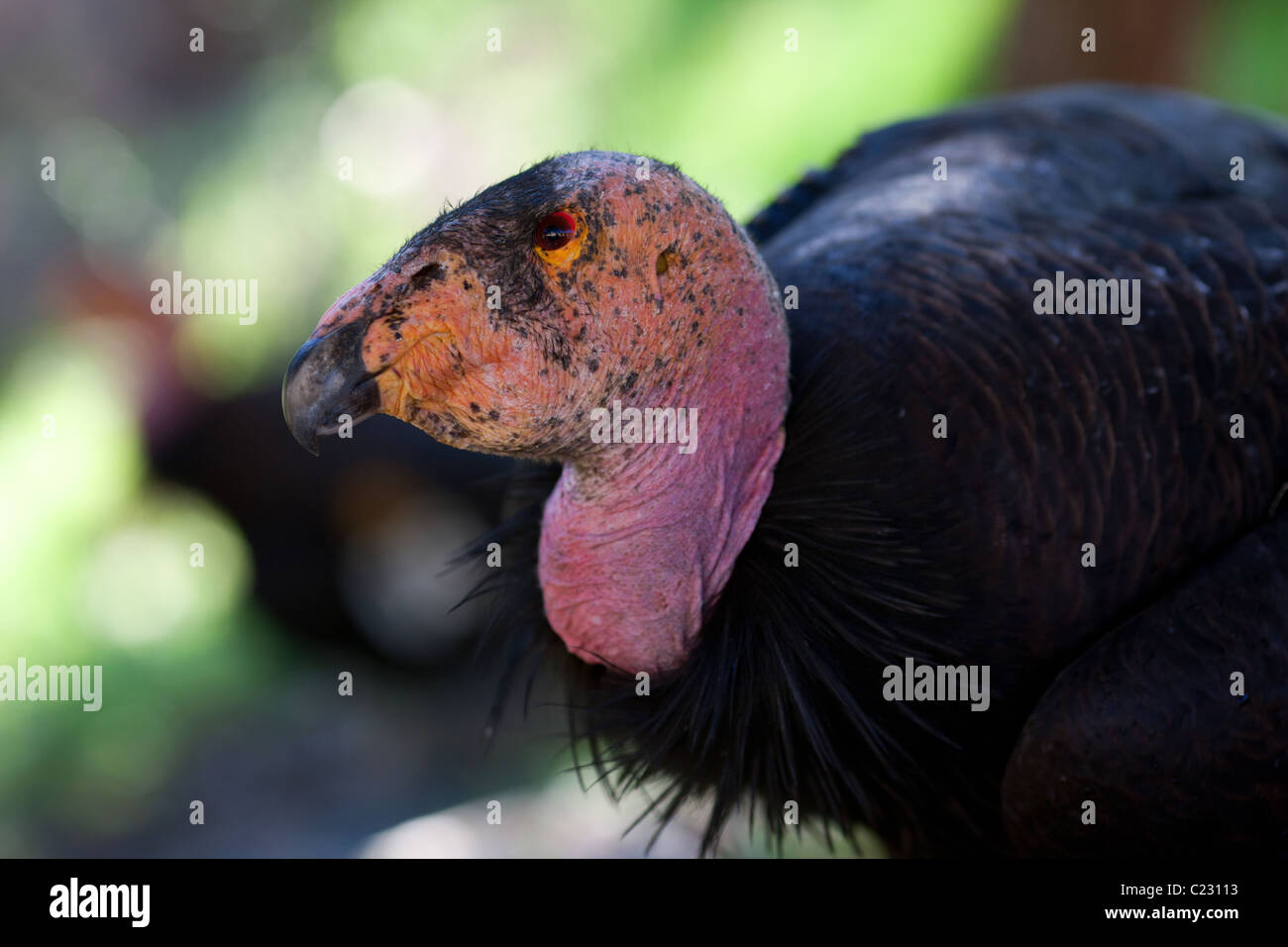 The endangered California condor. Only about 200 condors are left in the wild. This one was spotted near Big Sur, Monterey County, California, USA. Stock Photo