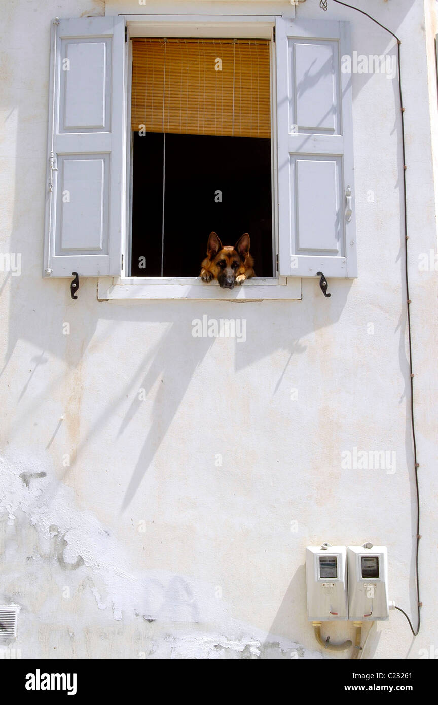 An Alsatian hound looking at the passers-by from a window at the first floor. Stock Photo